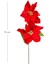 Yılbaşı Çiçeği Puansetya 2 Çiçekli Kırmızı 75 Cm. 3