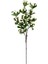 Yılbaşı Çiçeği Berry Pike Kokina Beyaz 100 Cm. 1