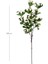 Yılbaşı Çiçeği Berry Pike Kokina Beyaz 100 Cm. 2