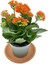 Kalanchoe (Kalanşo) Turuncu 10-20 cm 2