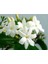 Beyaz Arap Yasemin Fidanı Saksılı [rhyncospermum Jasminoides] 2