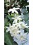 Beyaz Arap Yasemin Fidanı Saksılı [rhyncospermum Jasminoides] 3