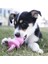 Kong Puppy Diş Kaşıma Emziği Yavru Köpek Oyuncağı Medium 13.5 cm 2
