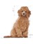 Poodle Puppy Yavru Köpek Maması 3 Kg 14
