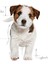 Mini Puppy Yavru Kuru Köpek Maması 4 Kg 11