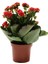 Kırmızı Kalanşo - Kalanchoe 1