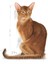 Savour Exigent Seçici Kedi Maması 4 Kg 18