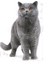 British Shorthair Adult Yetişkin Kedi Maması 400 Gr 10