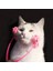 Kedi Fırça Kedi Masaj Aleti Plastik Kumu 4