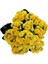 Kalanchoe Kalanşo Çiçeği (Sarı Çiçekli) 2