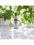 Kekik Uçucu Yağı % 100 Saf ve Doğal 10 Ml 1
