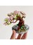 LZ1661 Loz Eternal Flowers Serisi - Pembe Sakura Kiraz Ağacı 426 Parça Yapım Seti 3