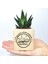 Kişiye Özel Isimli Kitap Temalı Küp Saksı ve Haworthia Sukulent - MK08 1