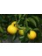 Tüplü Tatlı Limon (Şeker Limon) Fidanı Gloria Fidancılık 2