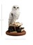 Kitap Üzerinde Beyaz Kar Baykuşu Hedwig Biblosu 2
