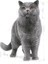British Shorthair Adult Kedi Maması, 4 kg 2
