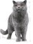 British Shorthair Adult Kedi Maması, 4 kg 4