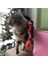 Toys Solucan (Olta) Peluş Kedi Oyuncağı 6