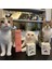 Kedi ve Köpekler Için Hip&joint Eklem ve Kas Sağlığı Destekleyici 2g x 15 Saşe 6