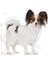 Xsmall Adult Köpek Maması, 1,5 kg 4