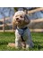 Carsafe Köpek Harness Araba Seyahat Göğüs Tasması, Xsmall Siyah 3