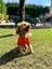 Beach Bum - Turuncu Yazlık Köpek Gömleği (Küçük Irklar) (Large) 3