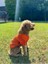 Beach Bum - Turuncu Yazlık Köpek Gömleği (Küçük Irklar) (Large) 4