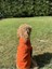Beach Bum - Turuncu Yazlık Köpek Gömleği (Küçük Irklar) (Large) 5