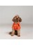 Beach Bum - Turuncu Yazlık Köpek Gömleği (Küçük Irklar) (Large) 7