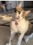 Çelik Simli Kedi Künyesi Kedi Isimliği 3