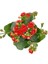 Kalanchoe (Kalanşo) Kırmızı 10-20 cm 1