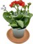 Kalanchoe (Kalanşo) Kırmızı 10-20 cm 2