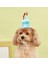 Kedi/köpek Doğum Günü Şapkası - Evcil Hayvan Parti Şapkası 1