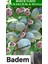 Bulancak 2 Yaşında Yarı Bodur Aşılı Tüplü Topraklı Badem Meyve Fidanı 1