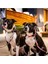& Molly Urban Pets Matrix 2.0 Akıllı Künyeli Köpek Boyun Tasması – Güvenli ve Konforlu Tasma 6
