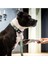 & Molly Urban Pets Matrix 2.0 Akıllı Künyeli Köpek Boyun Tasması – Güvenli ve Konforlu Tasma 6