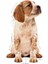 Medium Puppy Gravy Yavru Köpek Yaş Maması 140 gr x 10 Adet 5