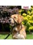 Şirket Hayvanlarının Halti Köpek Halter, Boyut 2 (35-48 Cm), Siyah 5