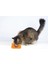 M-Pets Lecca Sıvı Ödül Matı Turuncu (S) 5