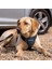 Carsafe Köpek Harness Araba Seyahat Göğüs Tasması, Large Siyah 3