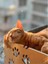 Cama Yapışan Kedi Yğı 5
