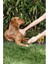 Kedi ve Köpekler Için Kuru Şampuan, Durulamasız, Susuz - Bit, Pire, Dış Parazit, Kene, Uyuz 3
