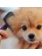 ® Otomatik Temizlenebilen Tuşlu Pratik Kedi Köpek Tüy Toplama Fırçası 6