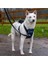 Carsafe Çarpışma Testli Köpek Harness Göğüs Tasması, Medium Mavi 4