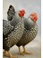12 Adet Silver Laced Wyandotte Kuluçkalık Yumurta 1
