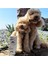 Kedi ve Köpekler Için Multivitamin Bağışıklık Sistemi Destekleyici 2g x 15 Saşe 7