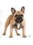 French Bulldog Adult 3 kg 2