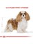 Cavalier King Charles Adult Köpek Maması 3 kg 4