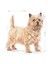 Ccn Mini Light Weight Care 3 kg Köpek Maması 3