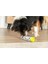 Köpek Zeka Eğitim Oyuncağı 3